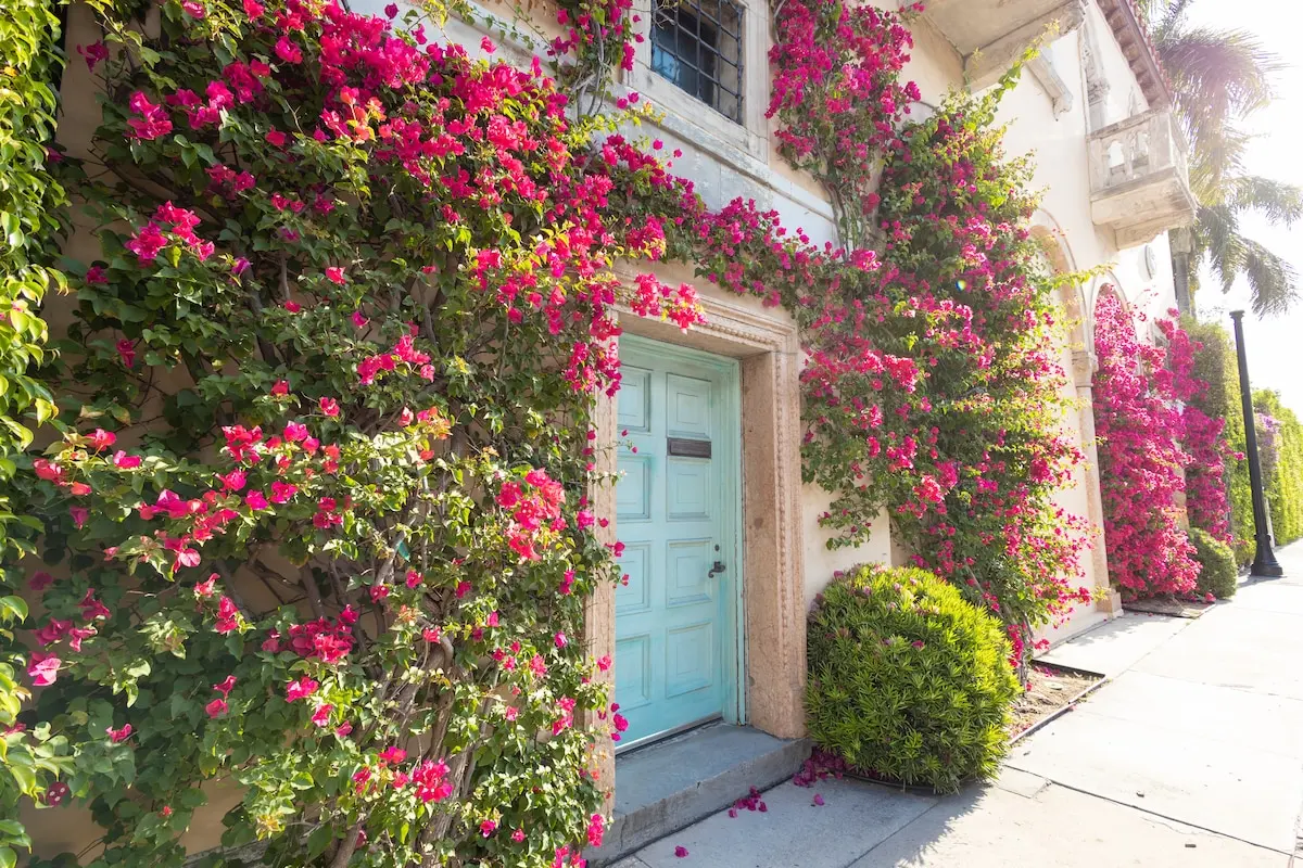 Instagrammable moment! Palm Beach's Bougainvillea Wall (across the street from Renato's restaurant) is the perfect spot for the perfect snap if you're touring the glitz and glamor of Worth Ave and Palm Beach.